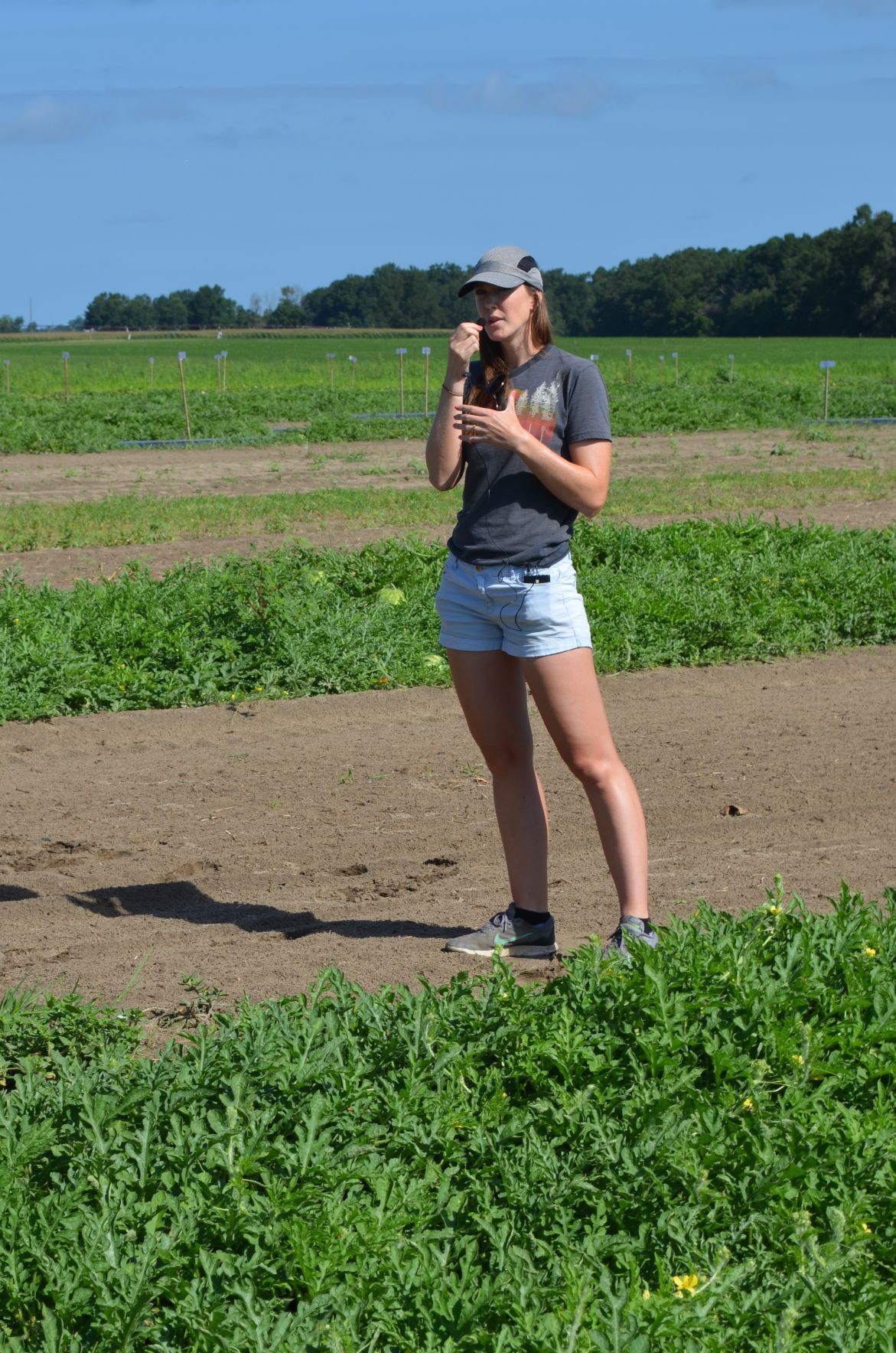 Watermelon Field Day